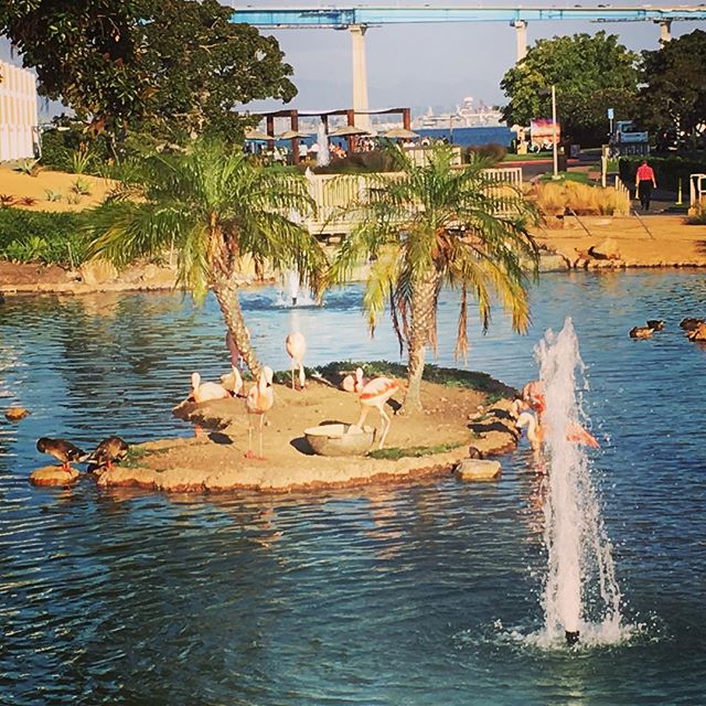 Flamingos complete the picture of a true island escape! #marriottcoronado #travelbrilliantly