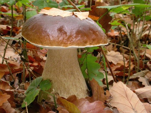 champ_ardenneFR's tweet photo. Septembre, c’est le mois du #champignon avec 800 espèces recensées au Parc de la #ForetDOrient. ©DR https://t.co/3qmVJdXp05