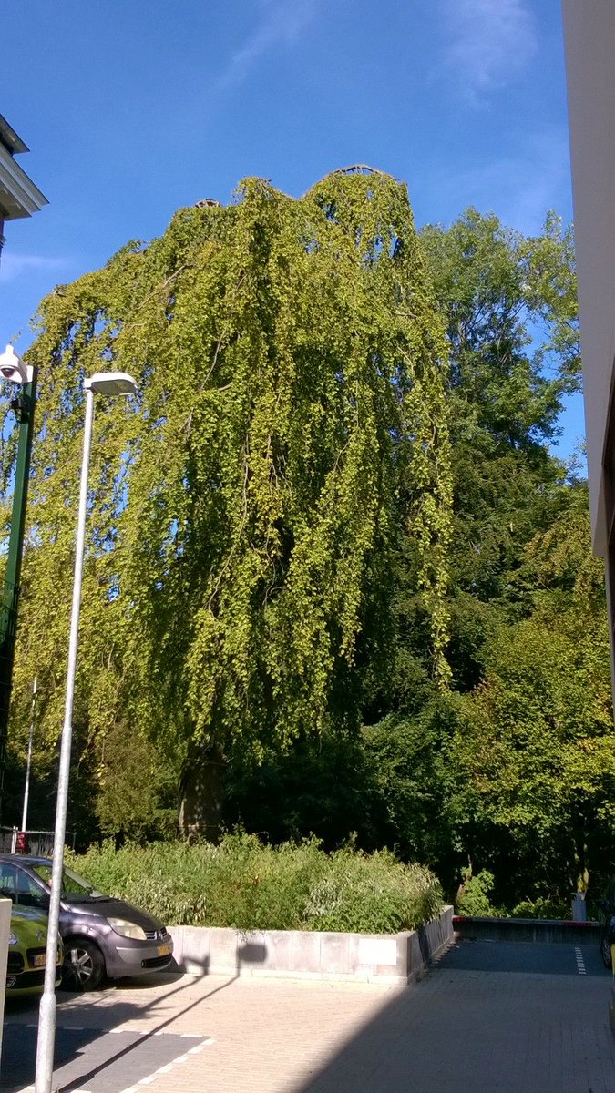 PaulBoeters's tweet photo. Beuk is moeilijk te verplanten, maar het kan. Mooi resultaat na 2 jaar #Haagse mon. treurbeuk, Bezuidenhoutsweg 40. https://t.co/h9htilE5xJ