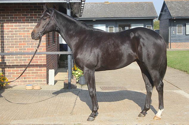 fredarcherracin's tweet photo. Book your share with Syndicate #RacehorseOwnership 4 #PtarmiganRidge for #NewmarketRaces - https://t.co/QKjmmFsY5h https://t.co/Rswj8b6ZmJ