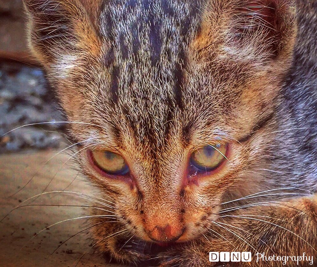 Cute Kitten #dinuphotography

instagram.com/p/BKQhBNThXqH/