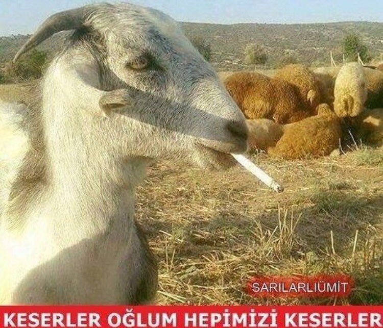 portankara's tweet photo. Keserler oğlum hepimizi keserler... https://t.co/rbDWi9n3TD