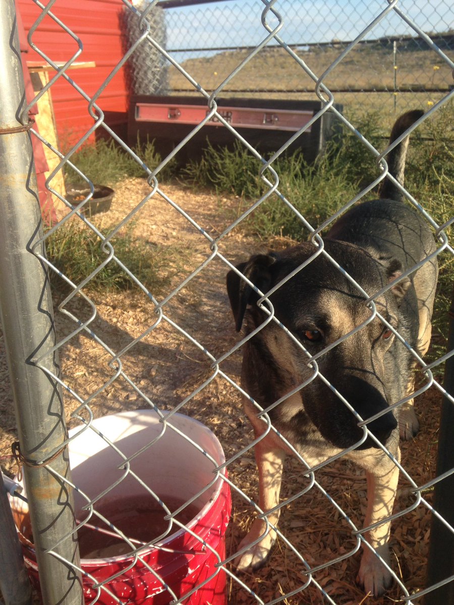 Coach_Andrea_B's tweet photo. Sweet male dog found on 390 just north of Hwy 14. Anyone know him? https://t.co/FKoQjYuvMQ