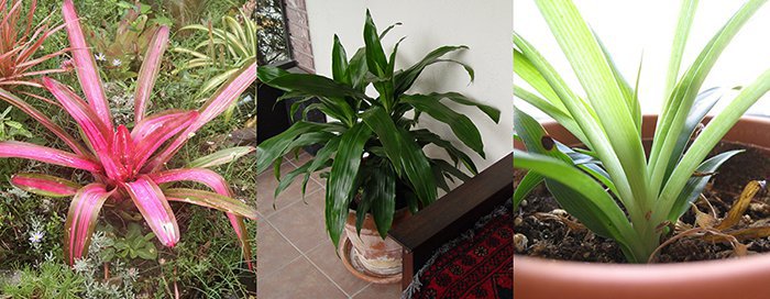 buildingbiology's tweet photo. These are the best houseplants to improve indoor air quality, study finds https://t.co/m3hMDENdbR https://t.co/2jRuuCXLoS