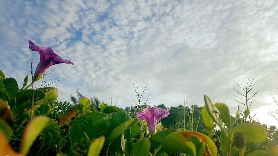 YennyGaonaMx's tweet photo. La tierra se ríe en flores 🌹 #PlayadelCarmen #YennyClicks 📷 https://t.co/HWeU0QXYrB