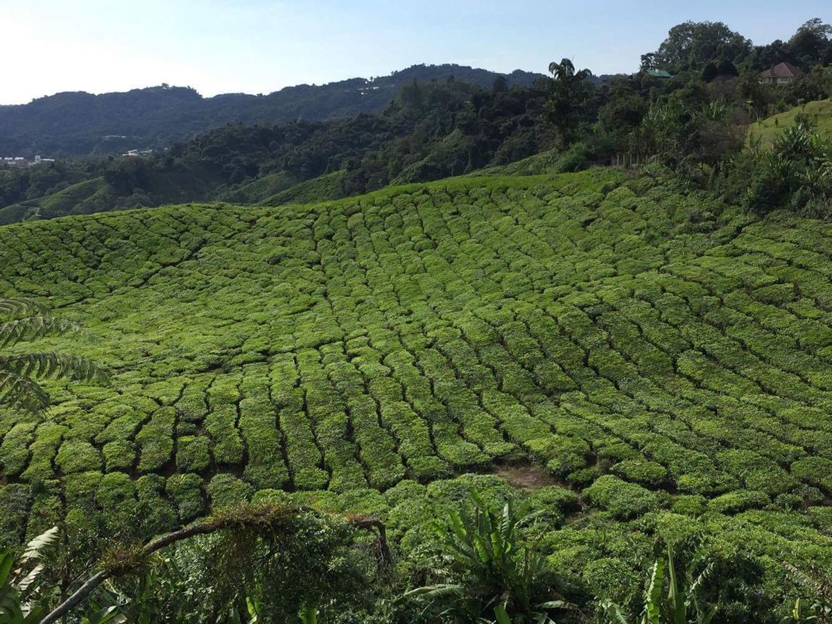 CalloudMathilde's tweet photo. Plantation de thés à perte de vue ! 🇲🇾😍 https://t.co/Pe10Lx8Ru5