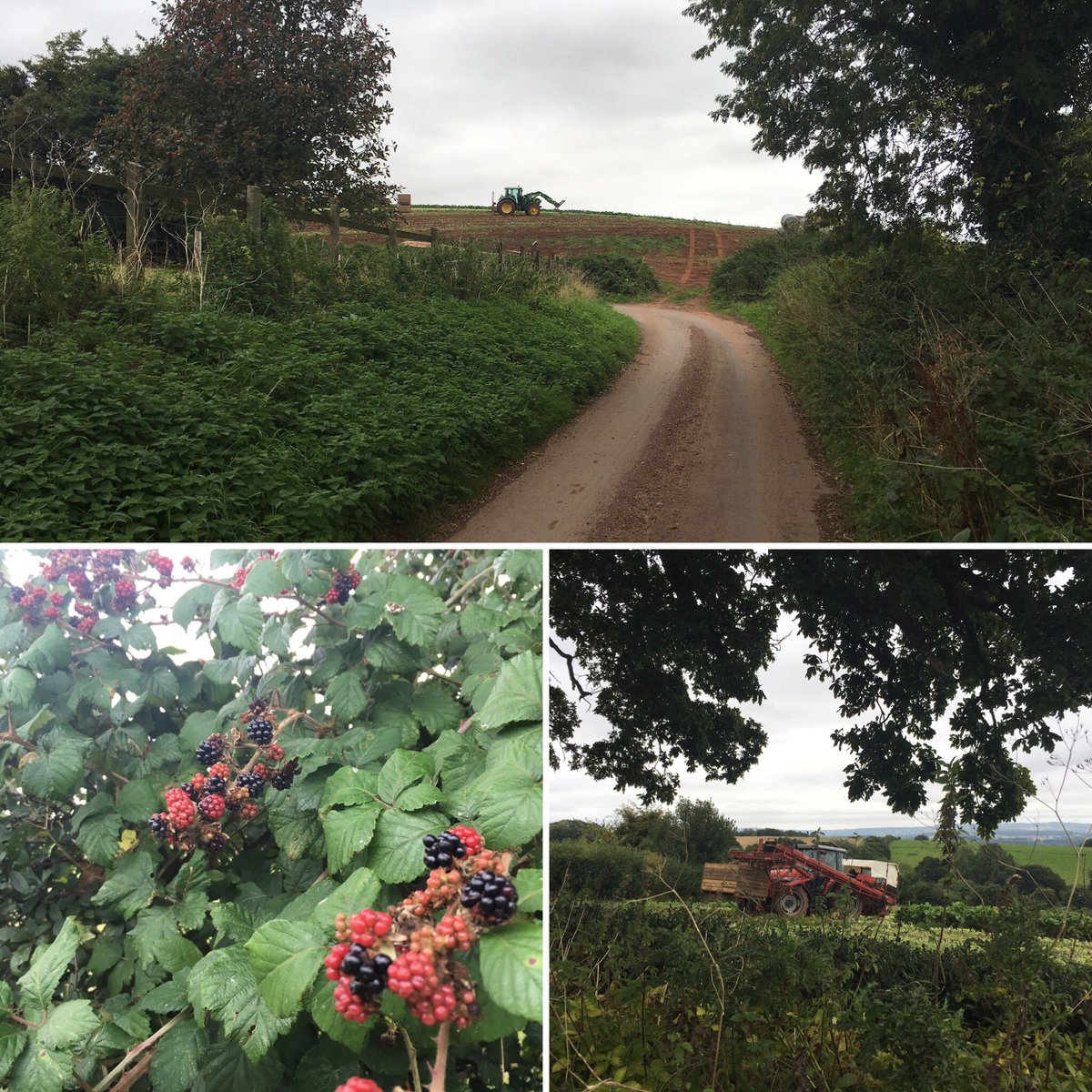 KittyAtWilland's tweet photo. Lovely time of year! https://t.co/DRMntz8ANV https://t.co/7bRVhYnFNL
