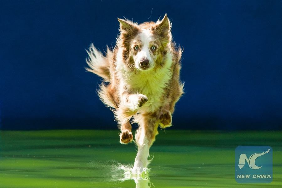 XHNews's tweet photo. See which dog jumps furthest. Dogs in Slovenia compete for prizes by jumping from a dock into a pool of water https://t.co/jHBtvGeoC5