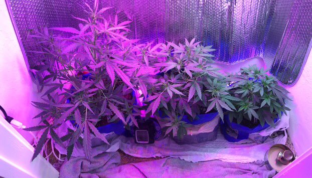 Aggrowvators's tweet photo. #Cookies #Kush #WakeNbake #RiseNpine https://t.co/OayrRu6CfN