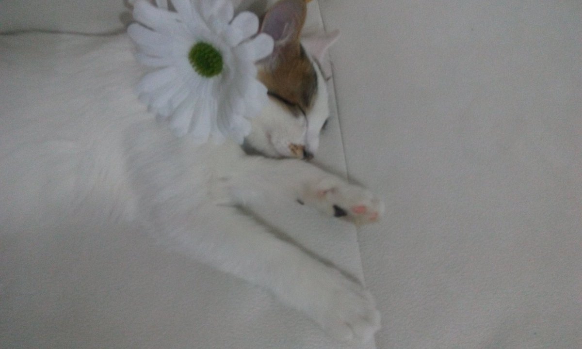 Bayramı evde kedimle geçiriyorum, mutluyuz. ♥