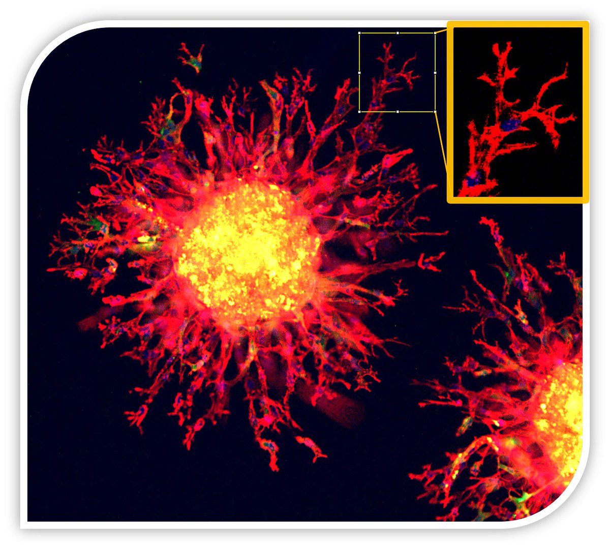 Adam Kramer tweet media