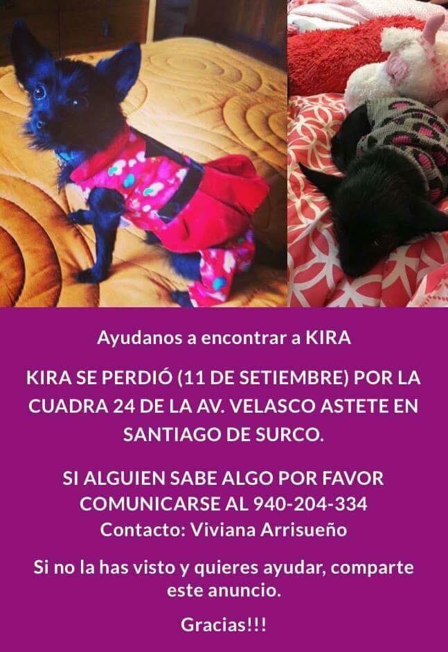 natvertiz's tweet photo. Chicos por favor ayudenme a encontrar a Kira! Es la perrita de una amiga y está desesperada 😭😭🙏🏼 https://t.co/VoqKLoYo06