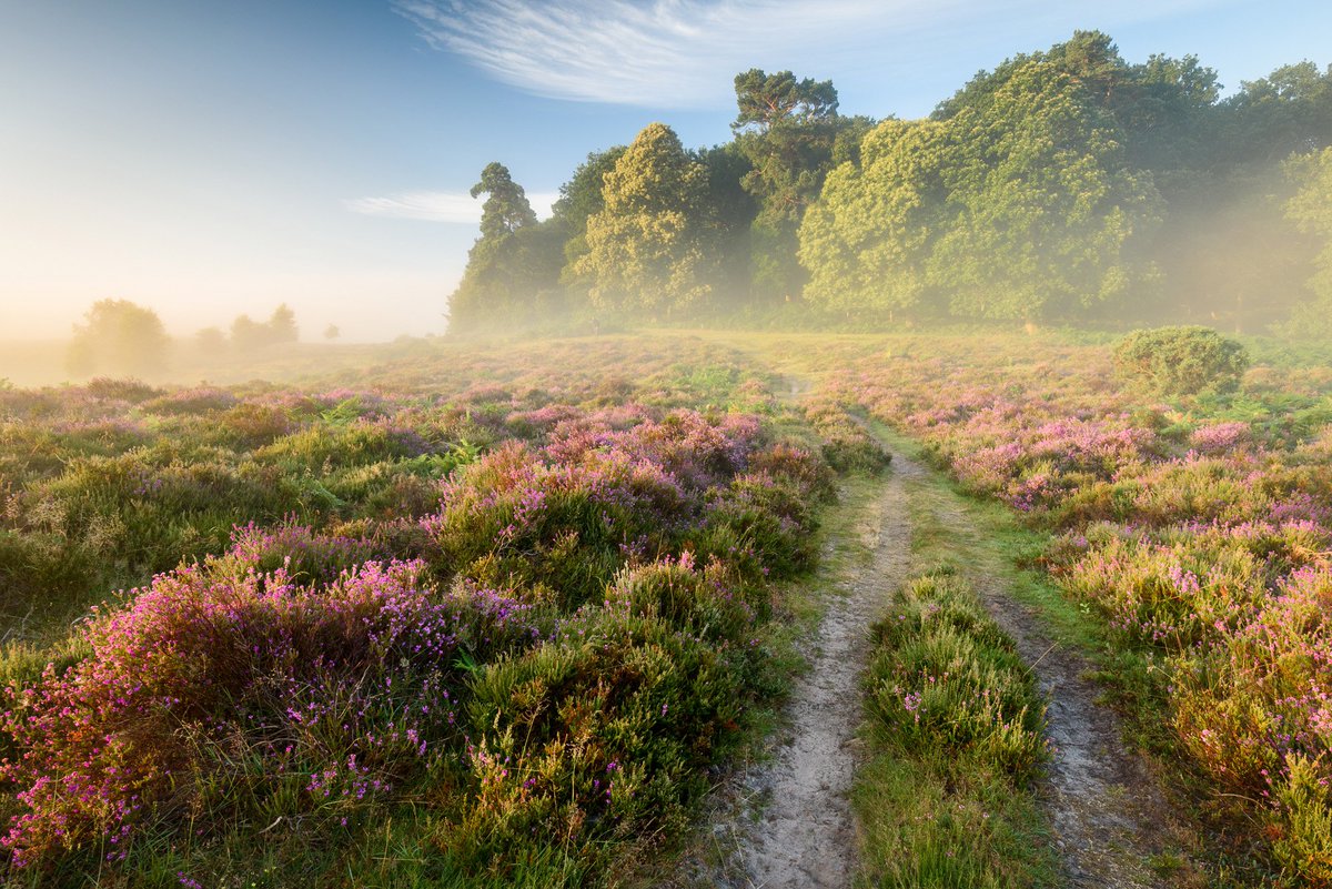 NewForestNPA's tweet image. The #NewForest has the largest area of heathland habitat remaining in Europe. Learn more at ow.ly/s1vd303U2A3