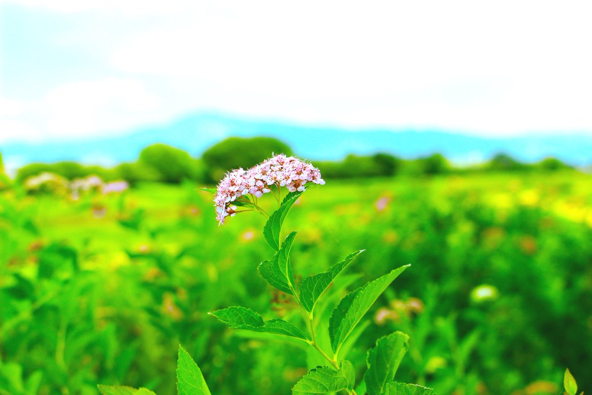 Layw Photo على تويتر 花 花 壁紙 春 風景 カメラマンさんと繋がりたい ポートフォリオ ファインダー越しの私の世界 素材 一眼レフ