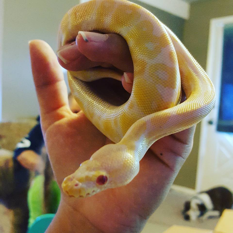 XYZReptiles's tweet image. Alicia's baby #albinoballpython bit.ly/20DmSqQ #xyzReptiles #ballpythons #babyballpython #ballpythonmorphs