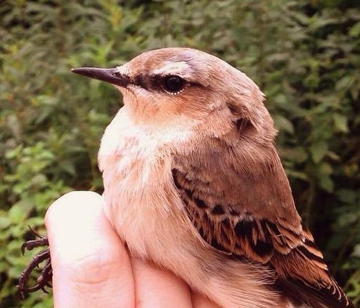 OwainGabb's tweet photo. The Welsh Ringing Course, Oxwich 9-12 Sept 2016. See: https://t.co/tbQxyh4NSm  @goweros @arcanelove @birdsinwales https://t.co/EJFoA5SmyN