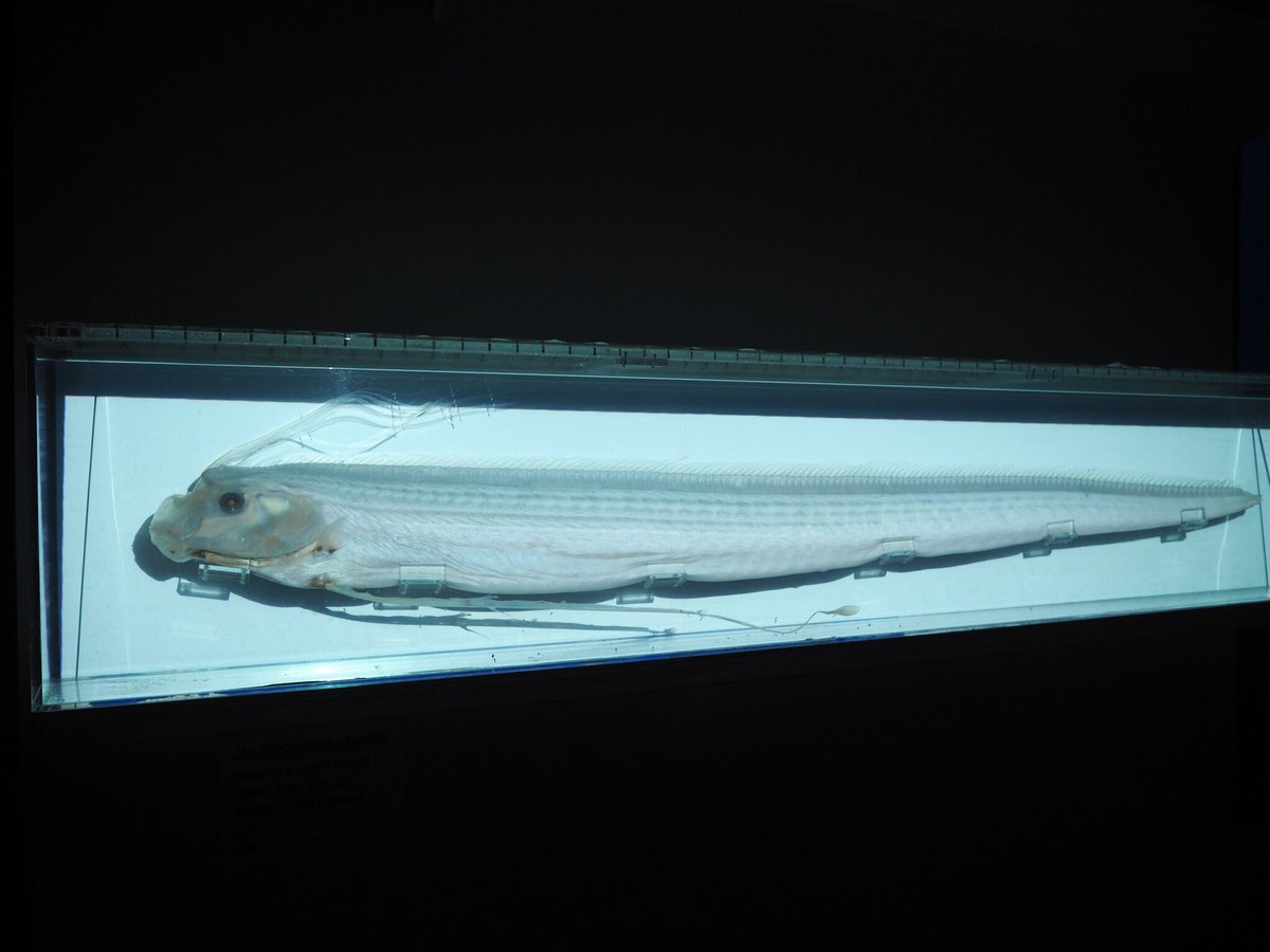 【激レア深海魚】リュウグウノツカイ幼魚 液浸標本 これはリュウグウノツカイ液浸標本 #マリンワールド海ノ中道 これが…
