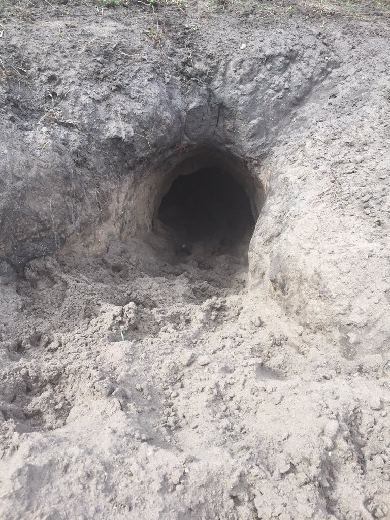 JulieCollierTV's tweet photo. Some photos from today at #PatrickJanssen's kennel... 8 month old pups and their self-made hiding place! https://t.co/dJJwgX4GQs