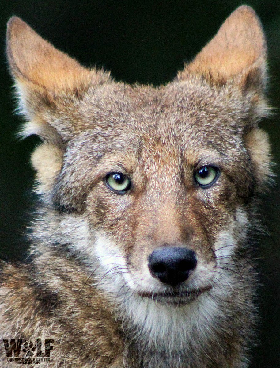 nywolforg's tweet image. What a country chooses to save is what a country chooses to say about itself. ~ Mollie Beattie #SaveRedWolves