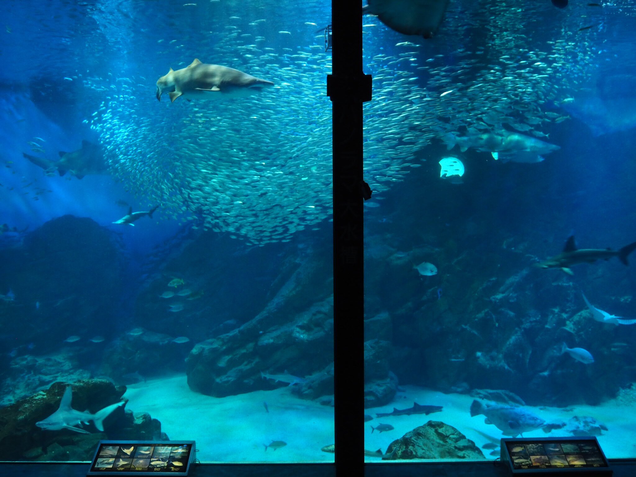 ツク之助 デザフェスb365両日 大水槽とイワシタイフーン 巨大な魚のように動くイワシにダイバーさんが飲み込まれていく様がとにかく迫力満点で 同時にとても美しかった これは何度でも見たいと思いました マリンワールド海ノ中道 T Co