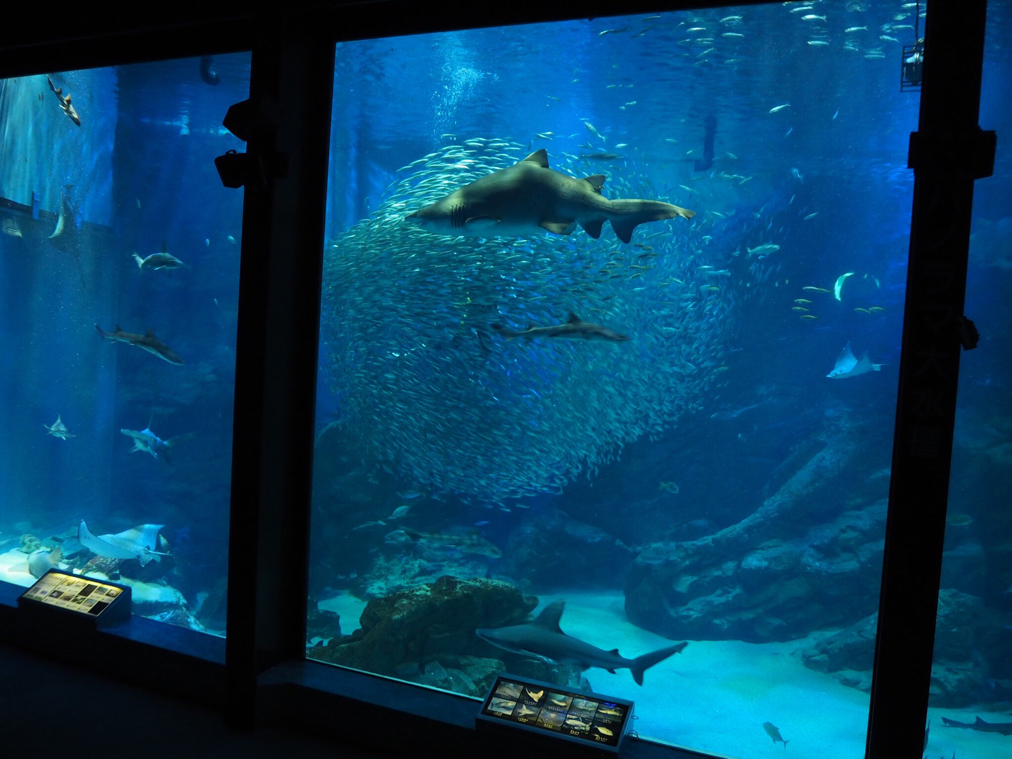 ツク之助 フトアゴ絵本発売中 大水槽とイワシタイフーン 巨大な魚のように動くイワシにダイバーさんが飲み込まれていく様がとにかく迫力満点で 同時にとても美しかった これは何度でも見たいと思いました マリンワールド海ノ中道 ツク之助 フトアゴ絵本発売中 大水槽とイワシタイフーン 巨大な魚のように動くイワシにダイバーさんが飲み込まれていく様がとにかく迫力満点で 同時にとても美しかった これは何度でも見たいと思いました マリンワールド海ノ中道