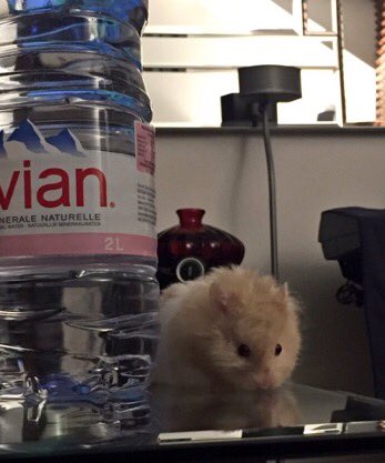 HamsterChico's tweet photo. It's a #heatwave🔥🙌🏼 this week please don't forget to #hydrate &amp; keep your pets safe 🙂  #hamsterchico https://t.co/yZrrKwOn6z
