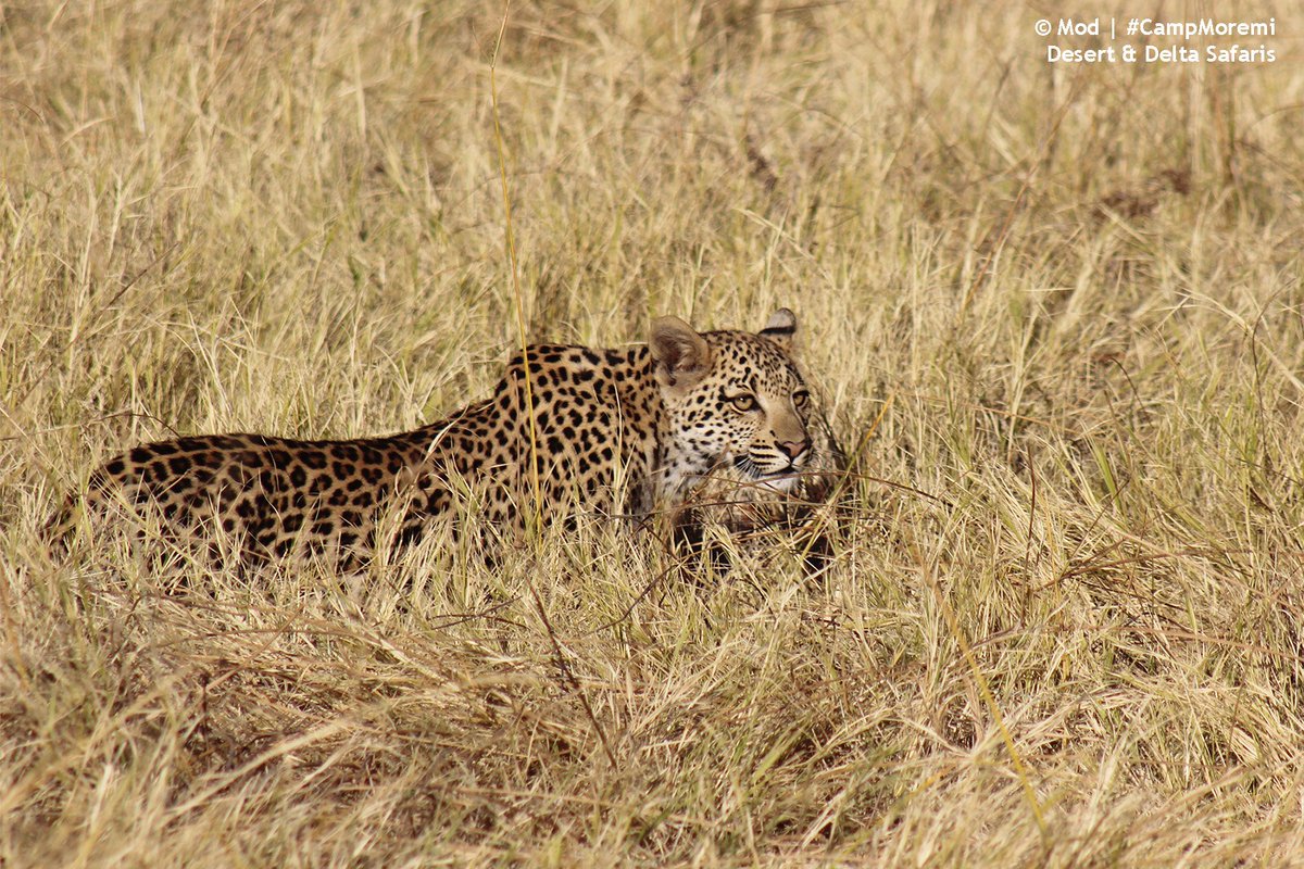 desertdelta's tweet photo. More exceptional leopard sightings for Mod and his guests at #CampMoremi. Moremi Game Reserve is a wildlife hotspot https://t.co/hyT0gUf2ob