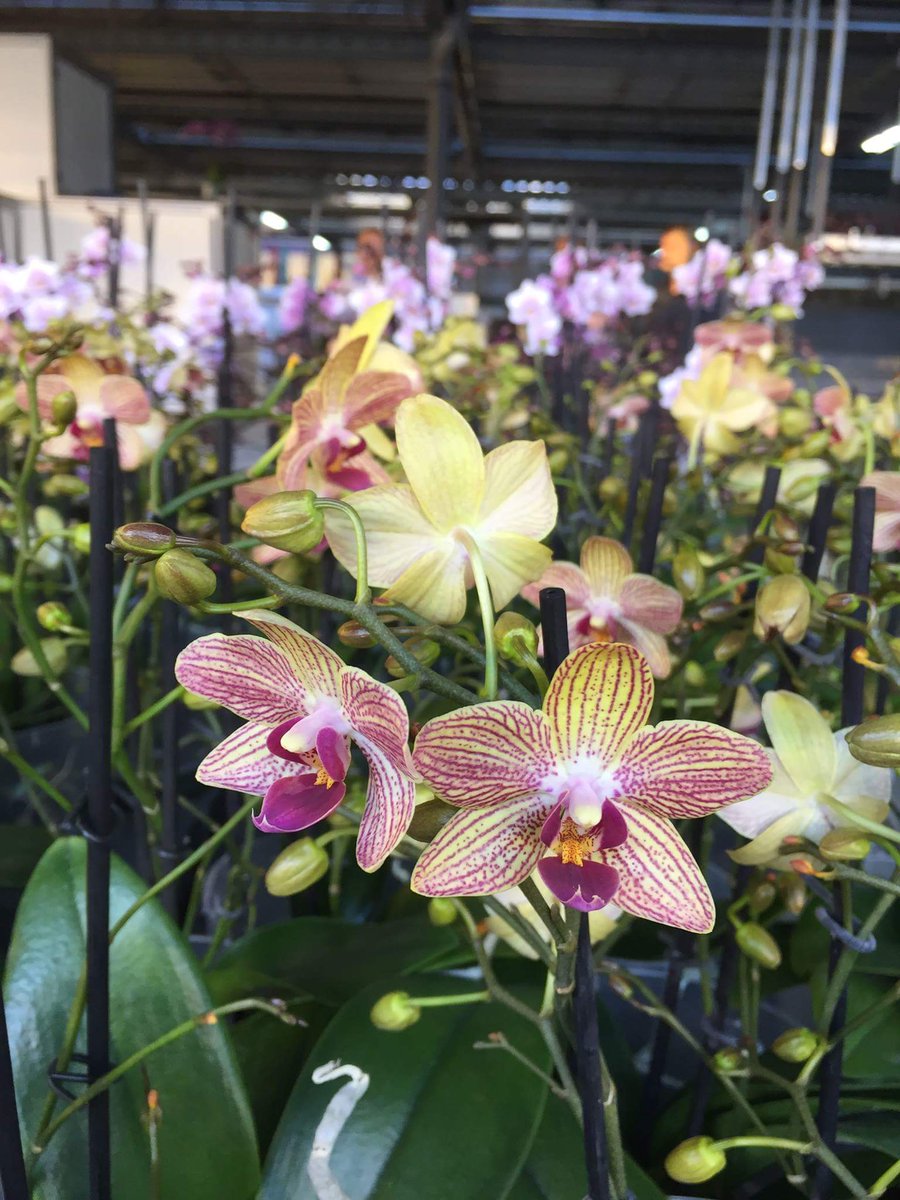 OGG participó en Flower Trials 2016 en Holanda. Nuevas especies, nuevos colores y una calidad cada vez más alta!!