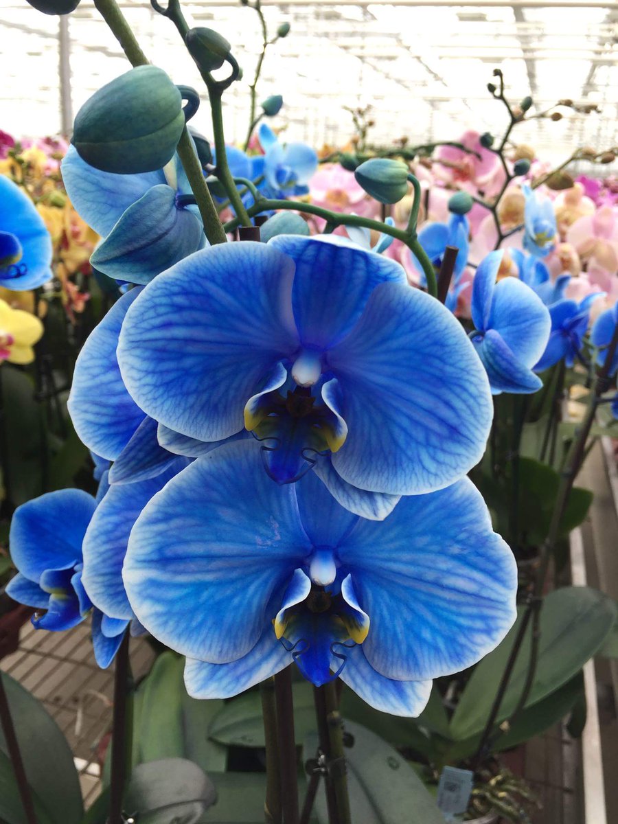 Que opinas de la nueva #Phalaenopsis azúl?