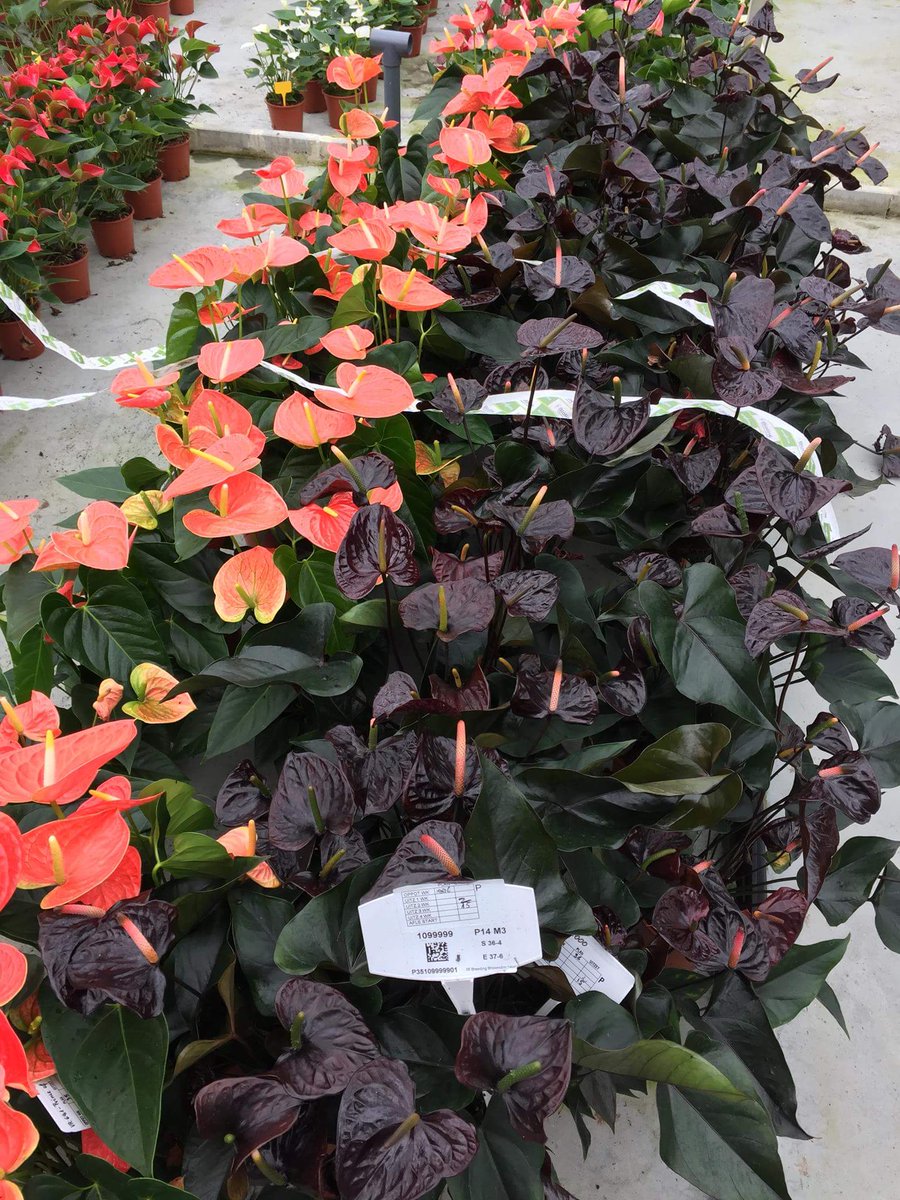 El #Anthurio negro...te gusta?