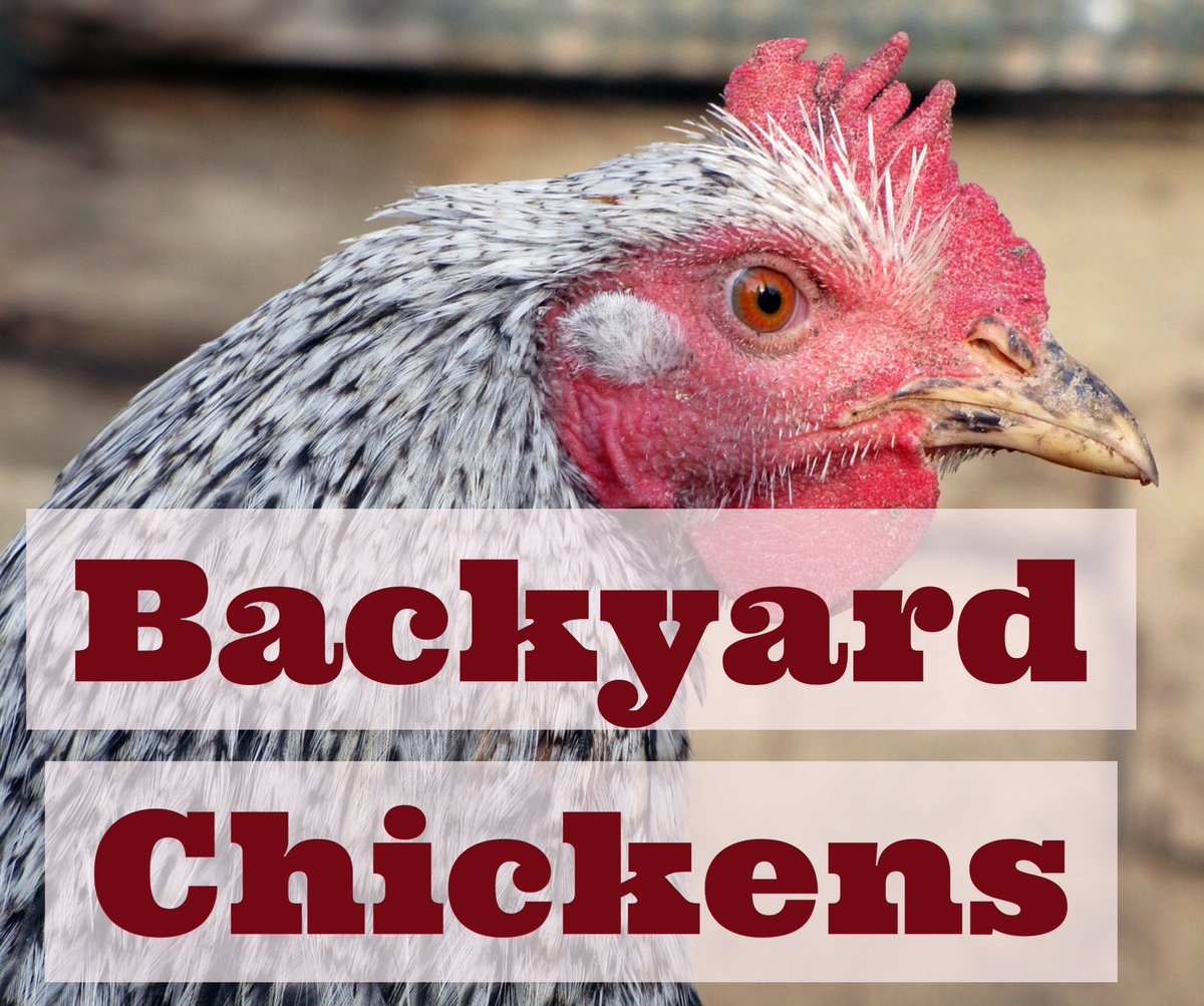 TheGreene90's tweet photo. Tonight @BeavercreekOHCH council will vote on chickens. 🐓
Here's what you need to know: https://t.co/EsUyR26Khq https://t.co/SoaTA5brVu
