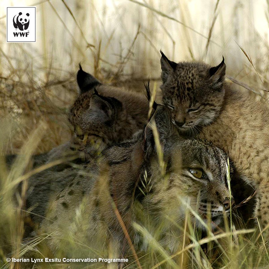 WWF's tweet photo. In 2002, there were fewer than 100 Iberian lynx in the wild. Today? Over 400! #RarestCat https://t.co/r0jTh9j9ky https://t.co/YJvTJwEvze