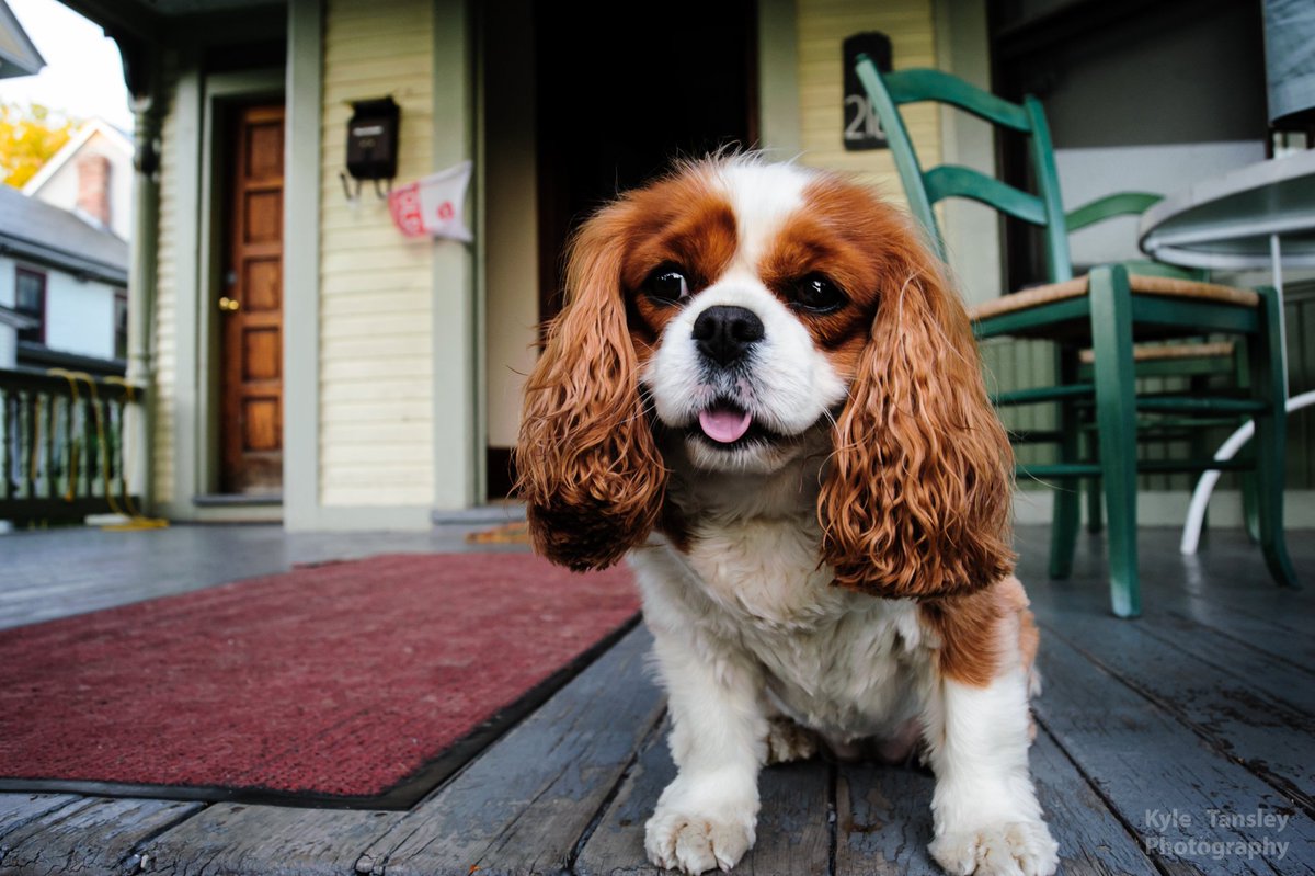 gitchub's tweet photo. This is Lulu and I love her.
#DogsOfBurlington #dogsoftwitter #Dogs #Puppy #Vermont #BTV #DogsOfVermont @yourtake https://t.co/QCDp6sYPUR