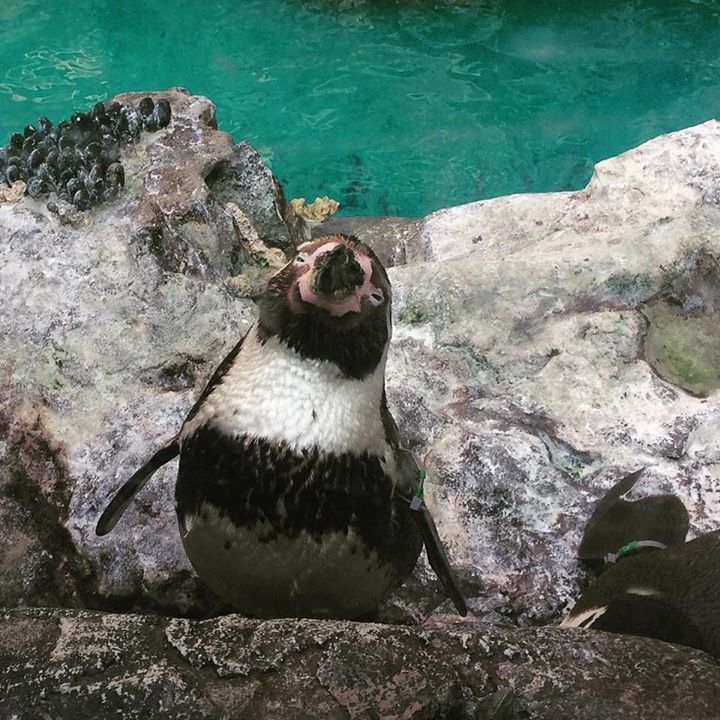 PapaSkunkMusic's tweet photo. This penguin looks blazed AF #zoo #highanimals #brookfieldzoo #penguins https://t.co/wHi3hGXCnk https://t.co/TJW3cgaTLU