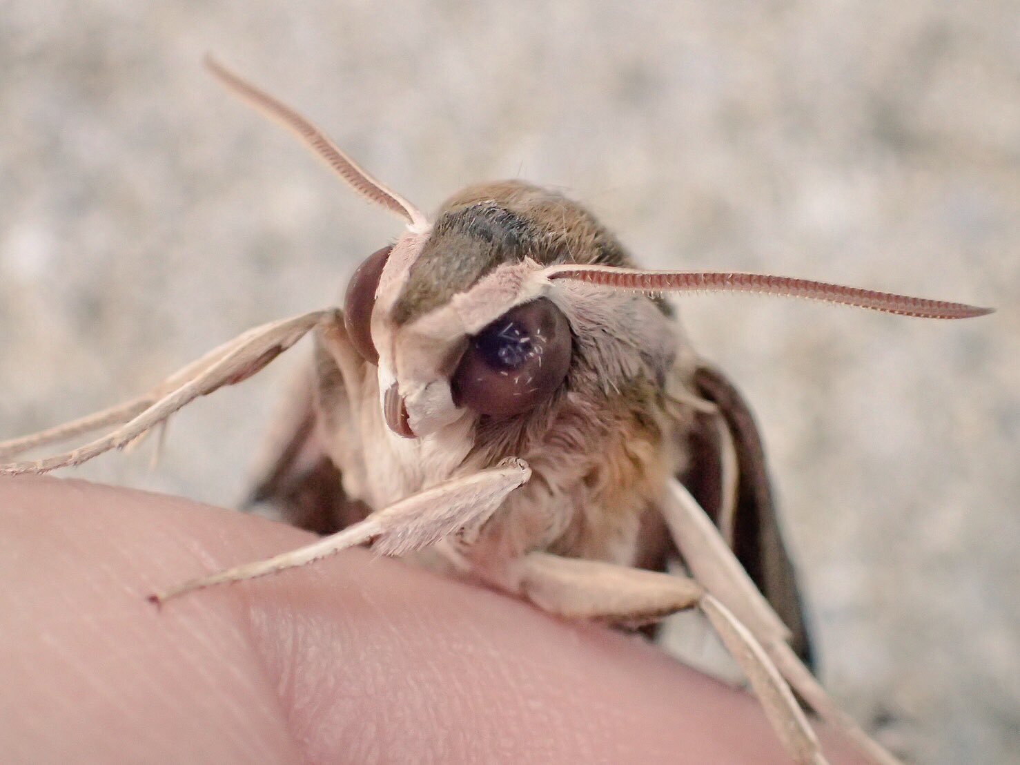 Uzivatel 呂布カルマ Na Twitteru 色々調べてたら 俺が見つけた幼虫はセスジスズメってゆースズメガの中では比較的地味な部類だけど 顔は可愛い 羽化が楽しみだな 嫌うなよ T Co Gjoupk63xm Twitter