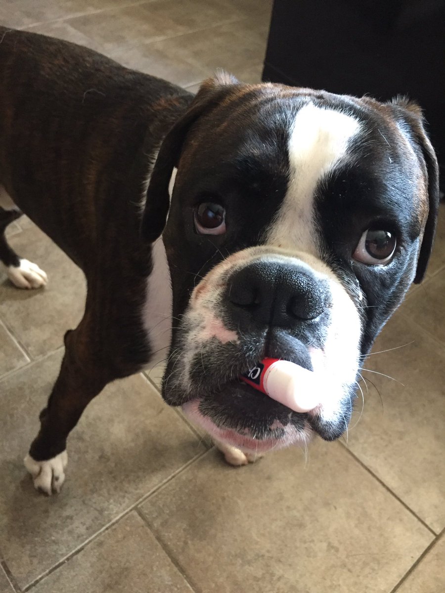 CrueTheBoxer's tweet photo. #CanYouBringMeMyChapstick @napoleanDYN #CatchTheReference @ChapStick @LinzySpina #dogsoftwitter #dogslife https://t.co/G8fbE74FN0