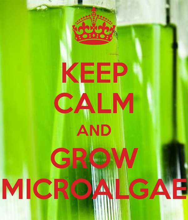 bioacuatica3's tweet photo. Microalgae: the green gold of the future?#Bioacuatica #MicroAlgae #Interesting https://t.co/x901rsPWVe https://t.co/5RUsOVTsku