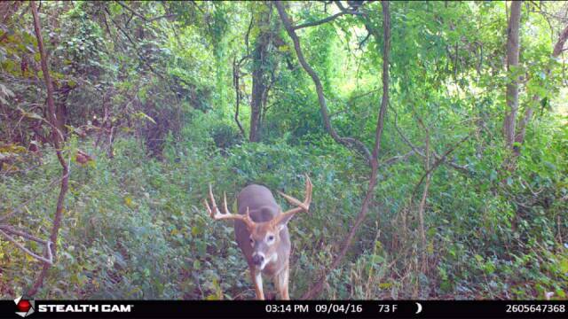 Just For Does TV tweet media