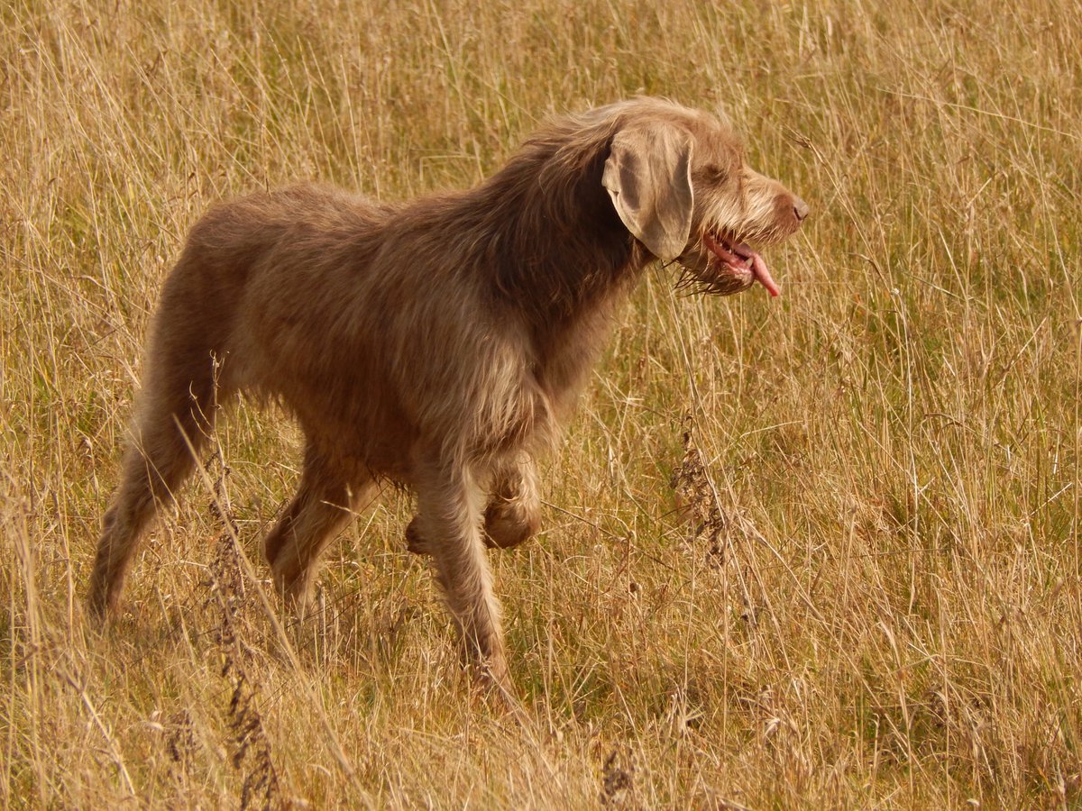 achouffegundogs's tweet photo. Sunday October 9th Achouffe Training Day on Cold Game: to be held on the Boothby  Shoot; contact direct for details https://t.co/3Hwyyn5zwQ