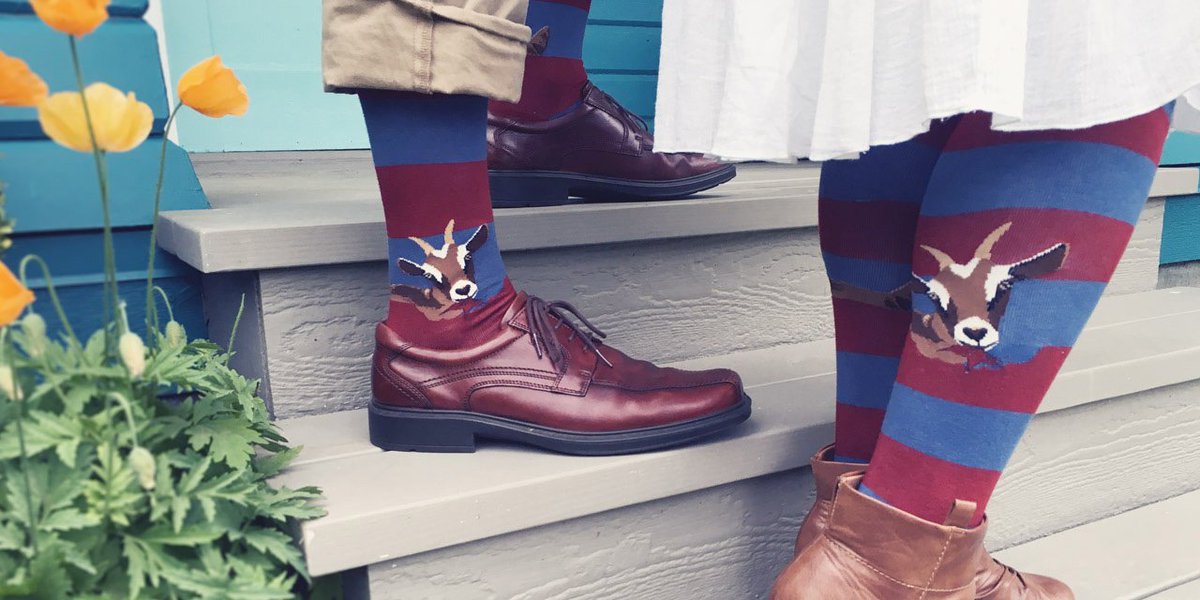 ModSocks's tweet image. #TroubleStartsWhen the goats get the laundry. #socks #goats #sockgame