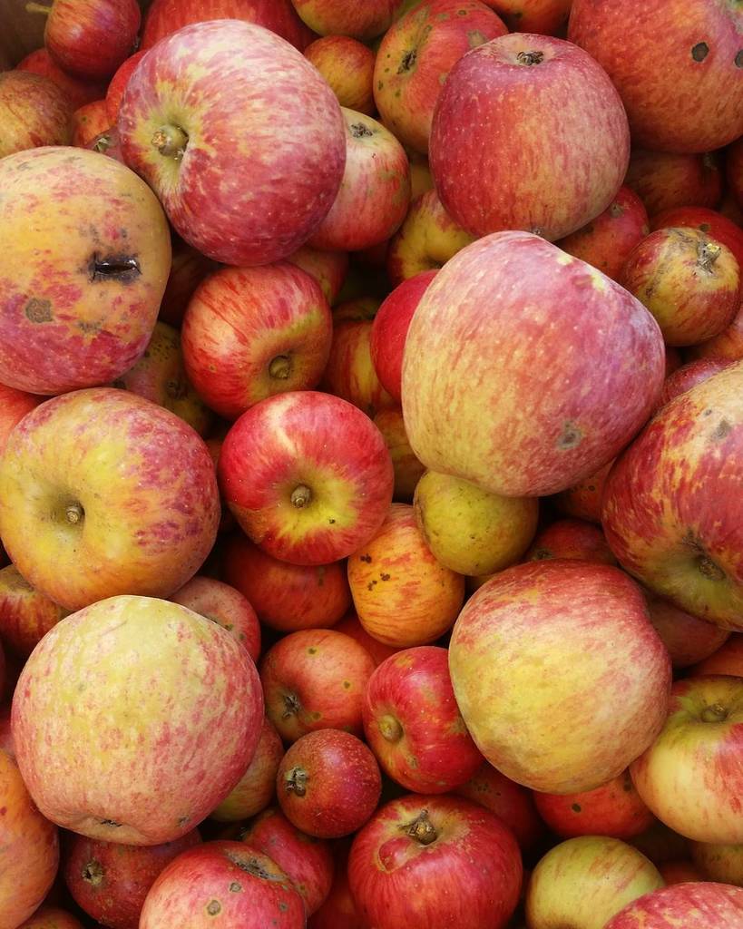 WrangletownCo's tweet photo. A beautiful collection of Yarlington Mill, Cox's Orange Pippin, Crow Egg and Bramley's Seedling. #cider #smallbatc… https://t.co/q6S0SgmIsz