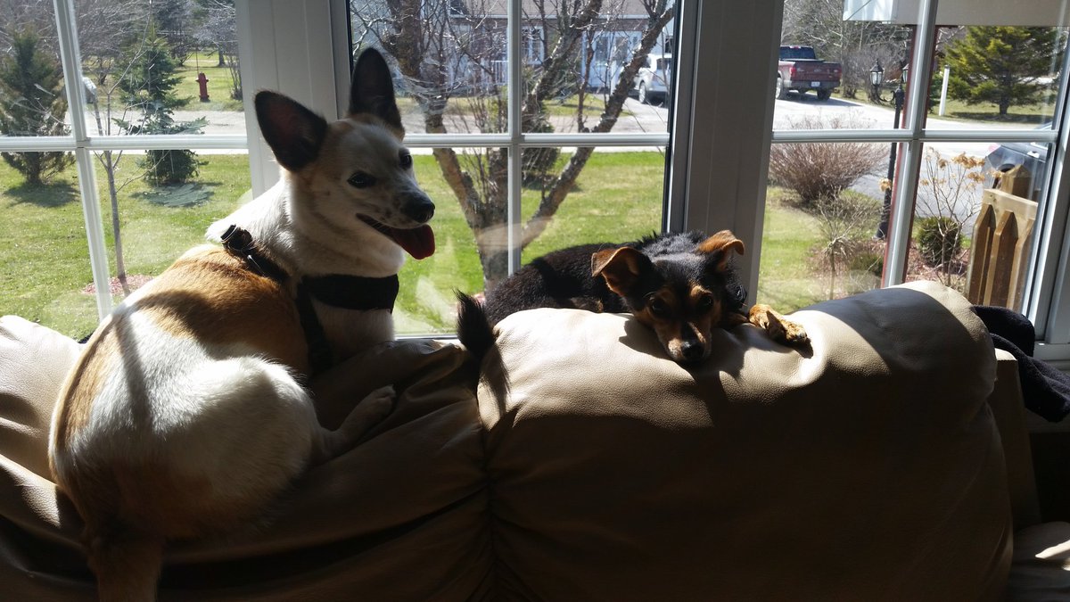 ashearsy4's tweet photo. Missin' these puppers today #bestbuds #windowdogs https://t.co/4a2vKAtpuy