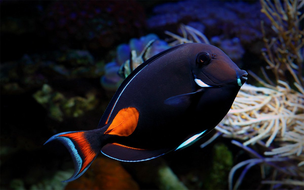bioacuatica3's tweet photo. The what and when of feeding saltwater fish. #Bioacuatica #Aquaculture#SaltWaterFish #Tips https://t.co/cMaQVqxm7a https://t.co/VBkejwJ1w7