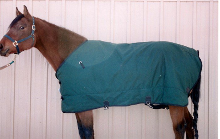 cherry_hill's tweet photo. Winter Clipping for Your Horse https://t.co/AWvBtPVO4U https://t.co/I1ElNF49Ja