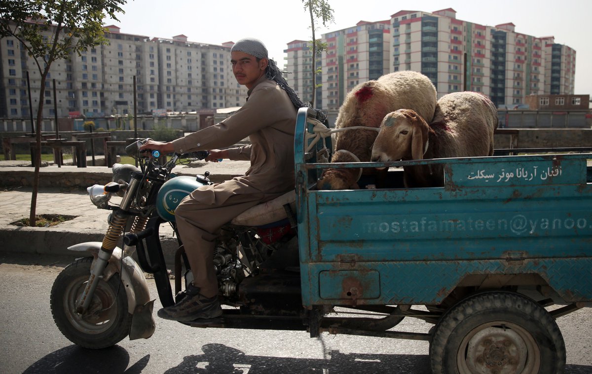 ajplus's tweet photo. Afghan Muslims are celebrating Eid al-Adha, the Festival of Sacrifice, by slaughtering sheep, cows, goats and camels https://t.co/nYJiNCbvbv