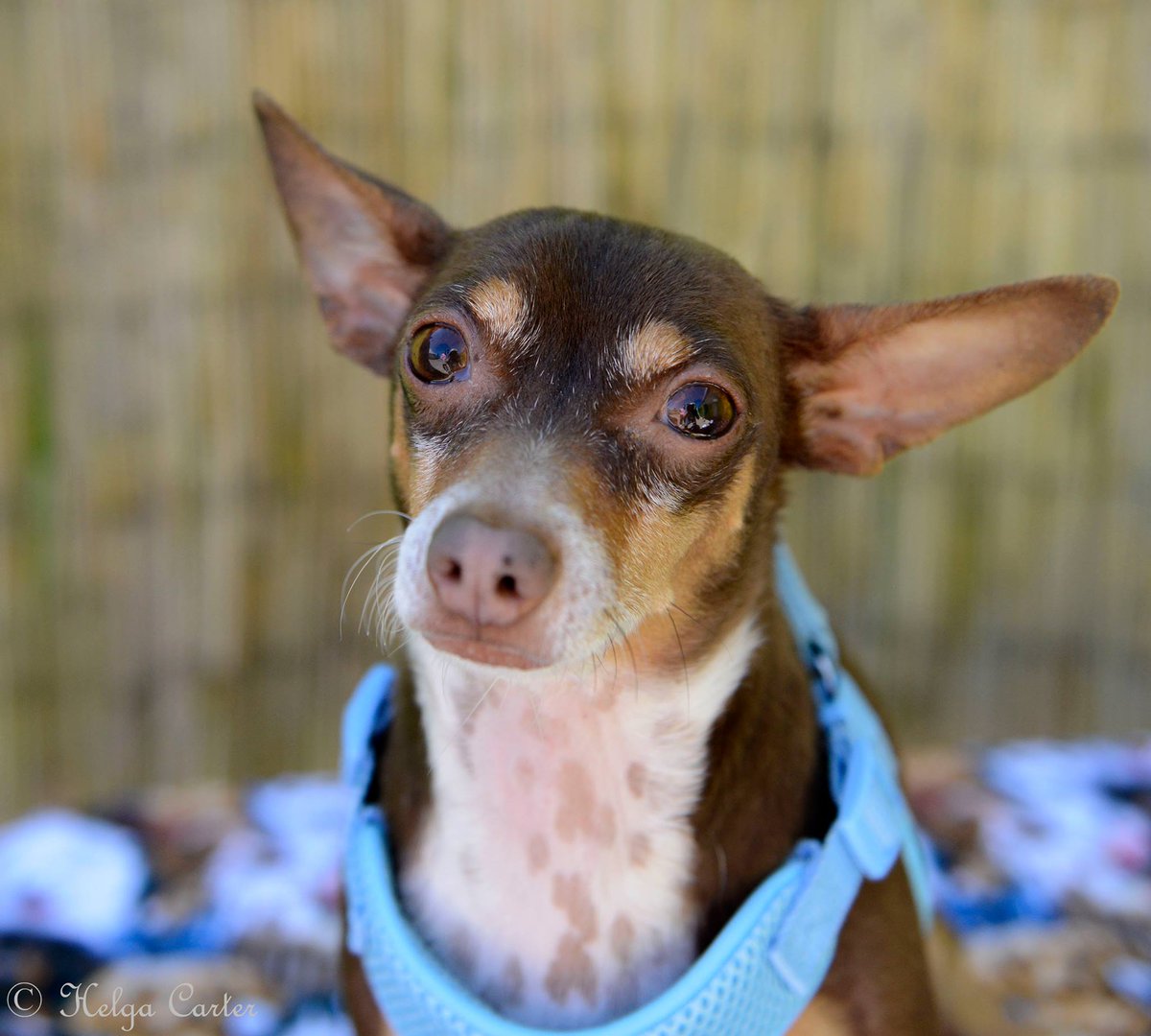 officialPPRT's tweet photo. Meet Snickers, our Adoptable dog of the week! Click the link below to find out more!
https://t.co/jLPjsqOcpK https://t.co/1V0M7iPNlb