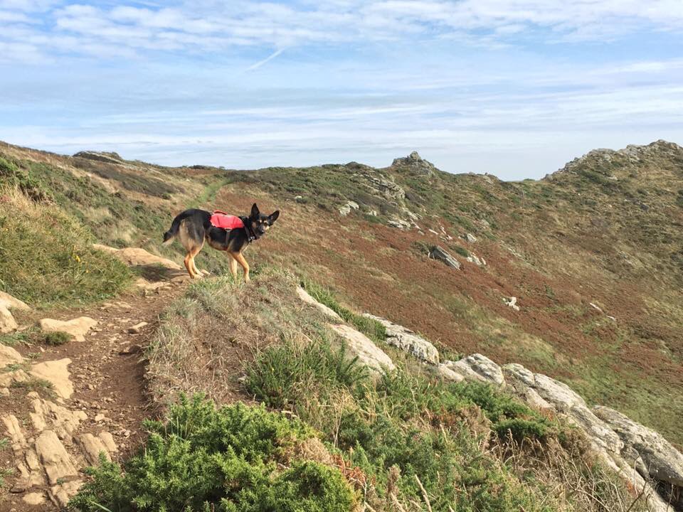 Dates for our #Dartmoor Outdoor Dog First Aid courses are now available: vixondogfirstaid.com/vixon-dog-firs… #Devon #Adventure