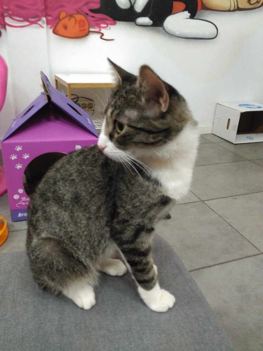 jaimevalerb's tweet photo. @lagatoteca increible...(casi muero por la alergia) pero merece la pena 🐱🐈 https://t.co/ktXMKRX0Ws