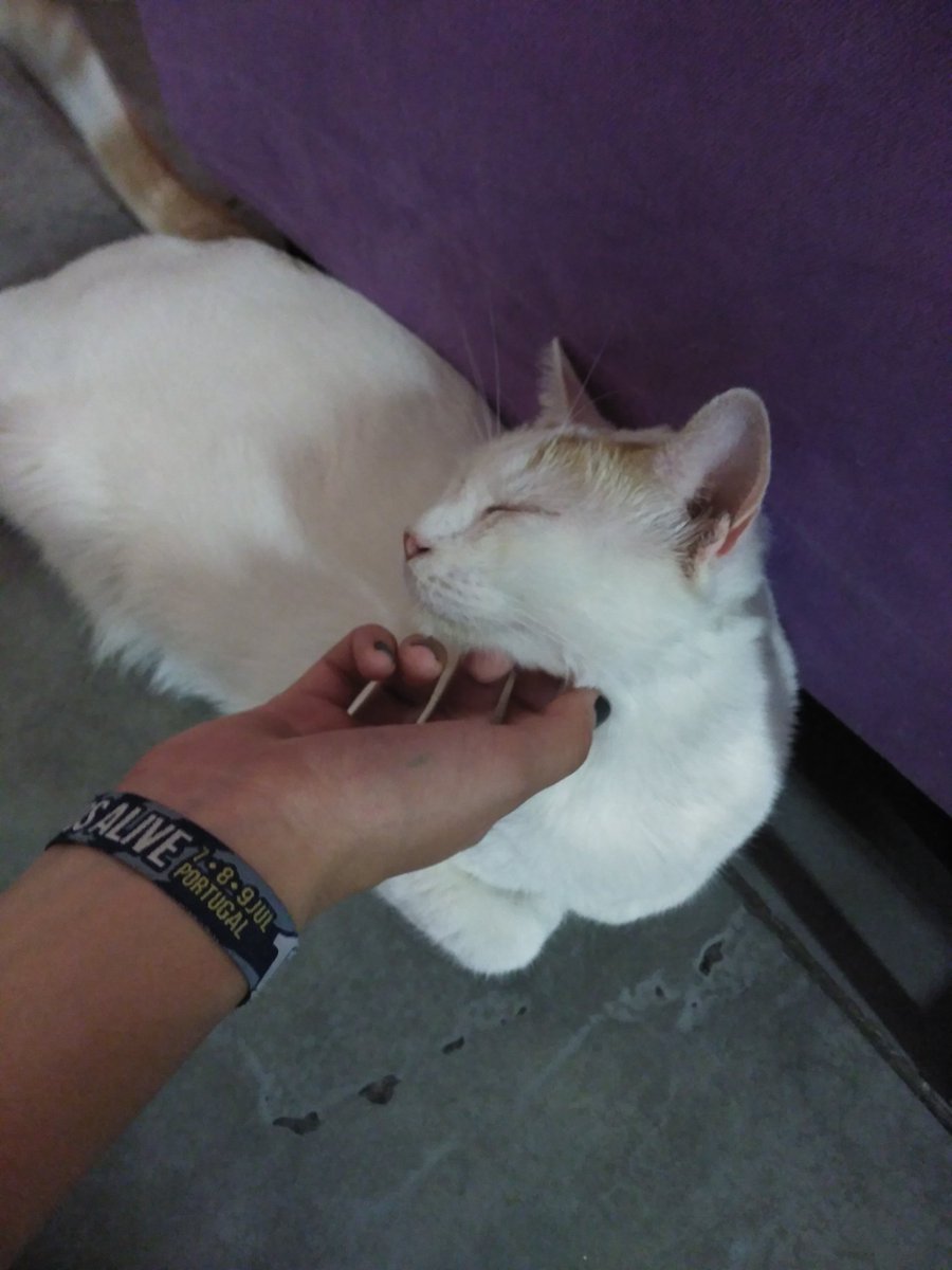 jaimevalerb's tweet photo. @lagatoteca increible...(casi muero por la alergia) pero merece la pena 🐱🐈 https://t.co/ktXMKRX0Ws