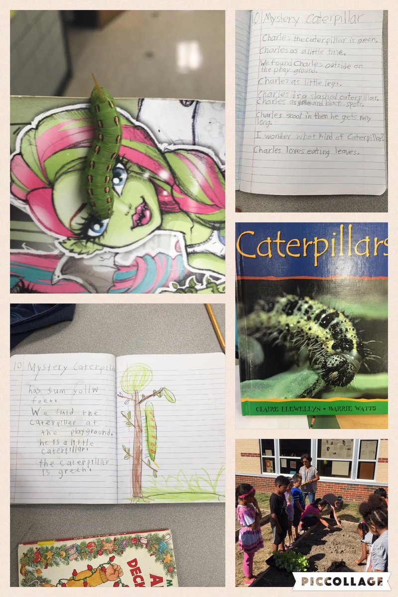 Sometimes you find a caterpillar at recess and decide to use it to direct the learning for the day!! <a href="/CompassHMC1/">Compass Elementary</a>